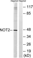CNOT2 Polyclonal Antibody