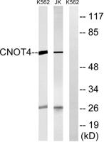 CNOT4 Polyclonal Antibody