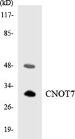 CNOT7 Polyclonal Antibody
