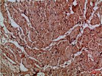 CNPY3 Polyclonal Antibody