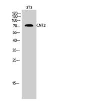 CNT2 Polyclonal Antibody