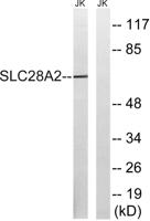 CNT2 Polyclonal Antibody