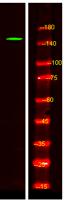 CNTP4 Polyclonal Antibody