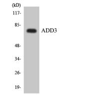 COL13A1 Polyclonal Antibody