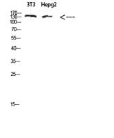 COL17A1 Polyclonal Antibody