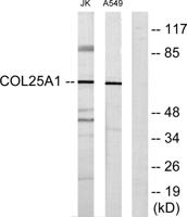 COL25A1 Polyclonal Antibody