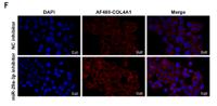 COL4A1 Polyclonal Antibody
