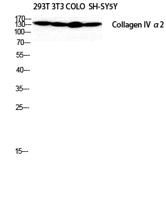 COL4A2 Polyclonal Antibody