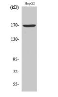 COL4A6 Polyclonal Antibody