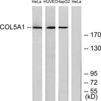 COL5A1 Polyclonal Antibody