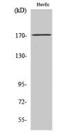 COL5A3 Polyclonal Antibody