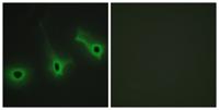 COL5A3 Polyclonal Antibody