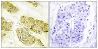 COL5A3 Polyclonal Antibody