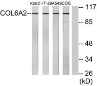 COL6A2 Polyclonal Antibody