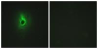 COL6A3 Polyclonal Antibody