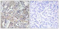 COL6A3 Polyclonal Antibody