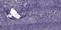 COL9A1 Polyclonal Antibody