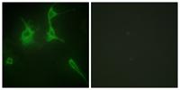COL9A3 Polyclonal Antibody