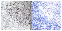 COL9A3 Polyclonal Antibody