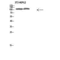 Collagen alpha-1(XXVIII)Polyclonal Antibody