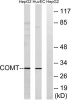 COMT Polyclonal Antibody