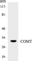 COMT Polyclonal Antibody