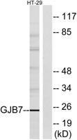 Connexin 25 Polyclonal Antibody