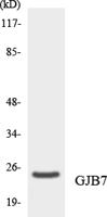Connexin 25 Polyclonal Antibody