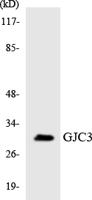 Connexin 31.3 Polyclonal Antibody