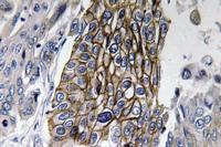 Connexin-32 Polyclonal Antibody