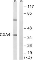 Connexin 37 Polyclonal Antibody