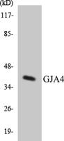 Connexin 37 Polyclonal Antibody