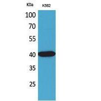 Connexin-40 Polyclonal Antibody