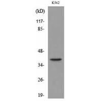 Connexin-40 Polyclonal Antibody