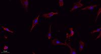 Connexin 43 Polyclonal Antibody
