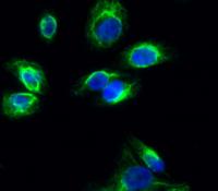 Connexin 43 Polyclonal Antibody