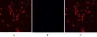 Connexin 43 Polyclonal Antibody