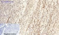 Connexin 43 Polyclonal Antibody