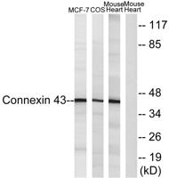 Connexin 43 Polyclonal Antibody