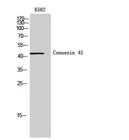 Connexin 45 Polyclonal Antibody