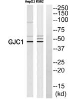 Connexin 45 Polyclonal Antibody