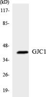 Connexin 45 Polyclonal Antibody