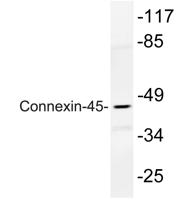 Connexin-45 Polyclonal Antibody