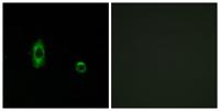 Connexin 47 Polyclonal Antibody