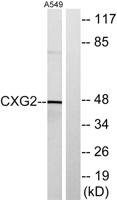 Connexin 47 Polyclonal Antibody