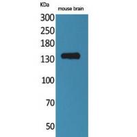 Contactin 1 Polyclonal Antibody