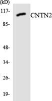 Contactin 2 Polyclonal Antibody