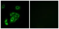 Contactin 5 Polyclonal Antibody