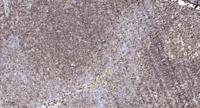 Contactin 5 Polyclonal Antibody