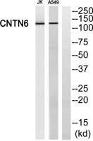 Contactin 6 Polyclonal Antibody
